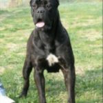 Romina - Ch. Italiano e Ch. Sociale