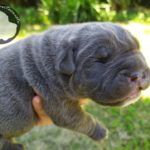 Caderousse - Maschio Grigio - Grey Male - BOOKED