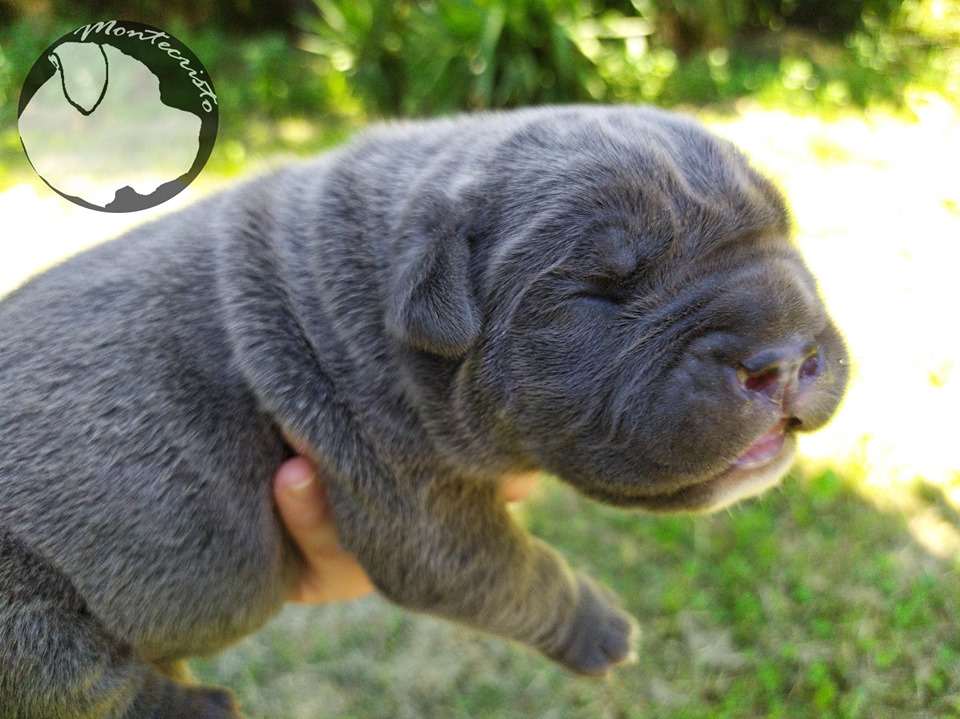 Caderousse - Maschio Grigio - Grey Male - BOOKED