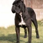 Chenò - 3 volte Ch. Mondiale (unico cane al mondo di qualsiasi razza a vincere tre volte il titolo consecutivamente), Ch. Italiano, Ch. Riproduttore, Ch. Sociale, Ch. Estero.