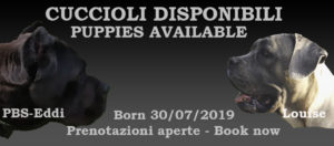 Cuccioli disponibili